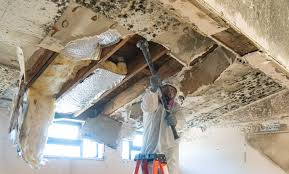 Trusted Suamico, WI Mold Removal & Remediation Experts